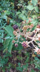 Rubus carpetanus