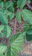 Rubus carpetanus