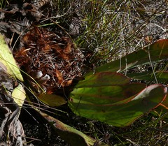Protea laevis