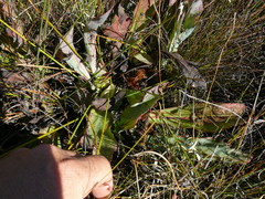 Protea laevis