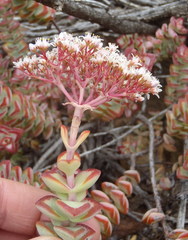 Crassula rupestris rupestris