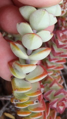 Crassula rupestris rupestris