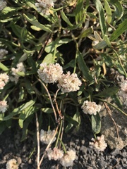 Eriogonum coloradense