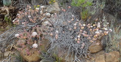 Crassula rupestris rupestris
