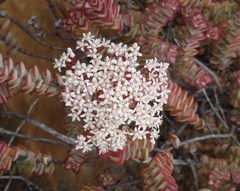 Crassula rupestris rupestris