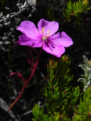 Drosera cuneifolia
