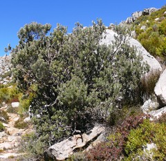 Paranomus tomentosus