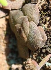 Crassula hemisphaerica