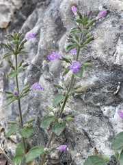 Hedeoma nana