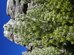 Paranomus tomentosus