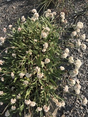 Eriogonum coloradense