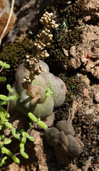 Crassula hemisphaerica