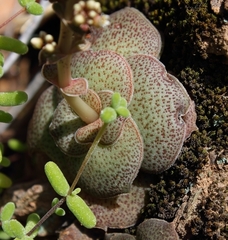 Crassula hemisphaerica