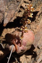 Crassula hemisphaerica
