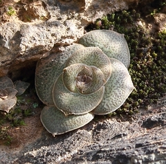 Crassula hemisphaerica