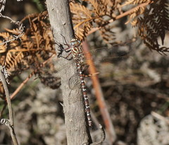 Austroaeschna unicornis