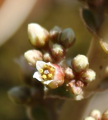 Crassula hemisphaerica