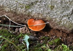 Gymnopilus allantopus