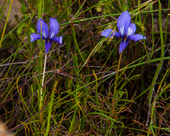 Viola decumbens decumbens