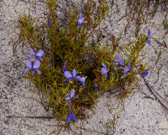 Viola decumbens decumbens
