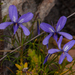 Common Cape Violet - Photo (c) magriet b, some rights reserved (CC BY-SA), uploaded by magriet b