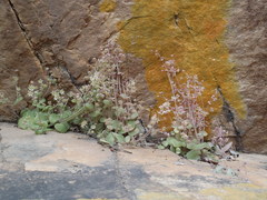 Crassula nemorosa