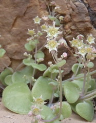 Crassula nemorosa
