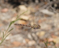 Austroaeschna unicornis
