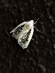 Eucaterva variaria