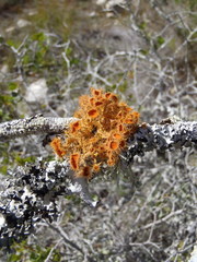 Teloschistes puber