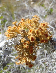 Teloschistes puber