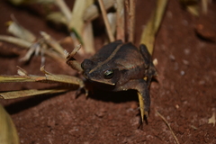 Rhinella scitula