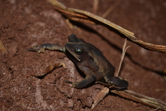 Rhinella scitula
