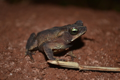 Rhinella scitula