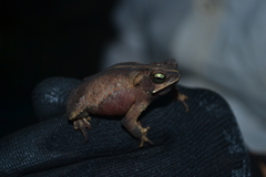 Rhinella scitula