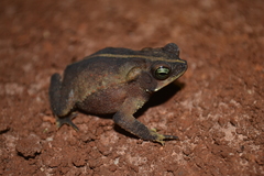 Rhinella scitula