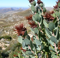 Protea punctata