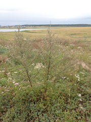 Artemisia mongolica