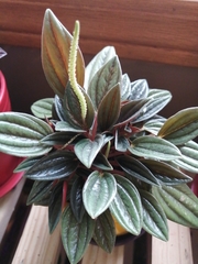 Peperomia catharinae