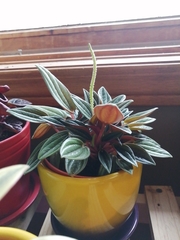 Peperomia catharinae