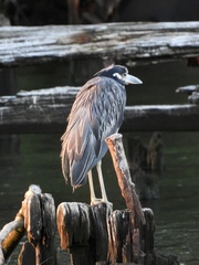 Nyctanassa violacea
