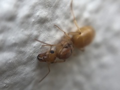 Myrmecocystus mexicanus