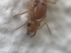 Myrmecocystus mexicanus