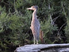 Nyctanassa violacea