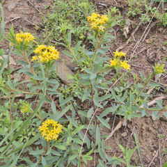 Lasiosiphon capitatus