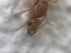 Myrmecocystus mexicanus
