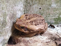Rhinella marina