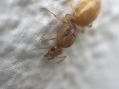 Myrmecocystus mexicanus