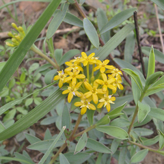 Lasiosiphon capitatus