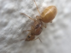 Myrmecocystus mexicanus